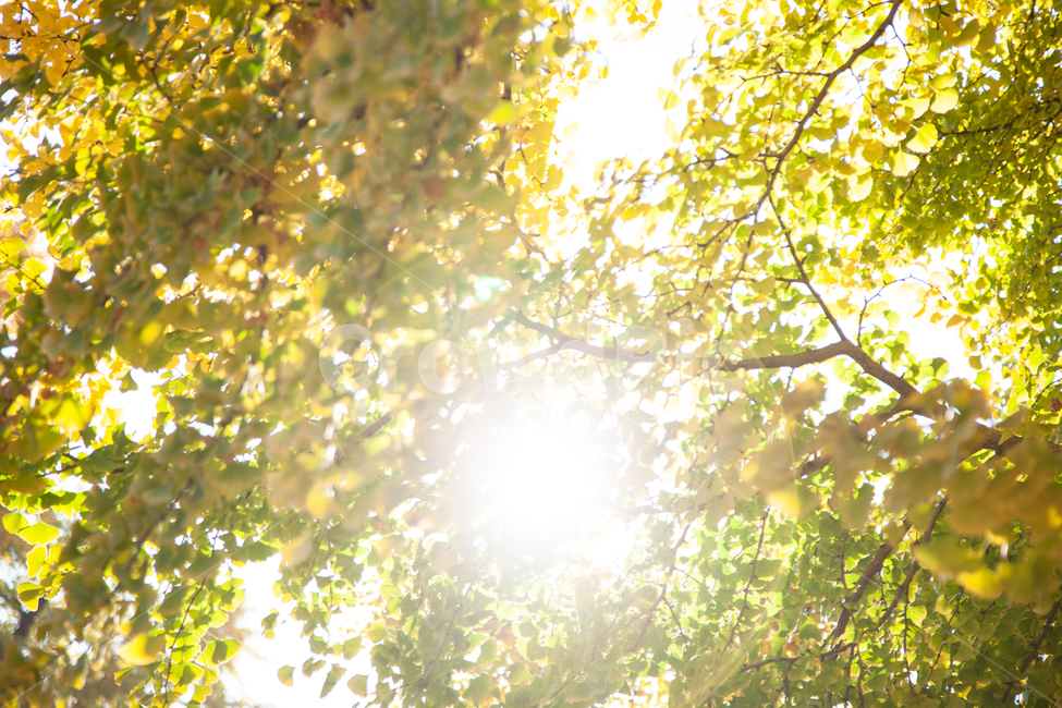은행나무,은행잎,역광,빛,태양,가을,풍경,가을,계절,fall,autumn,season,flare,플레어,light,sunlight,햇빛