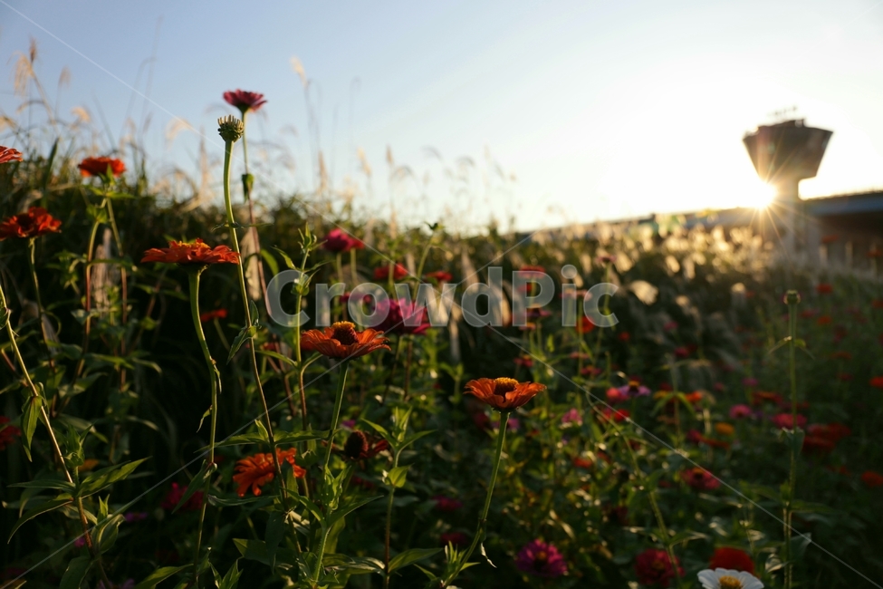 plant,flower,백일홍,꽃,가을,한강,식물,자연,plants,nature,꽃,flower