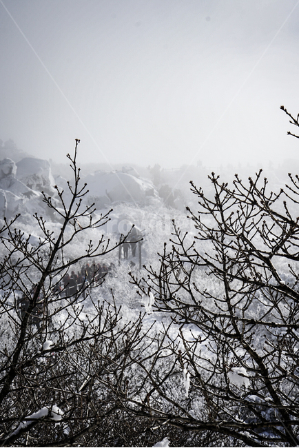 나무,눈꽃,꽃,식물,겨울,겨울,계절,winter,season,식물,자연,plants,nature,나무,trees,wood