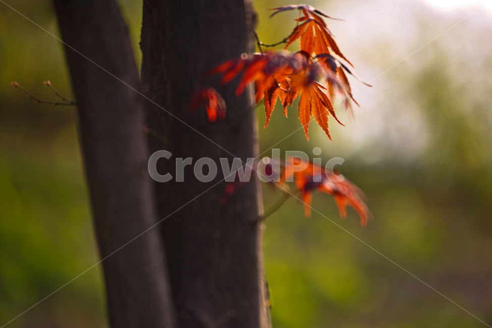 새싹,나무,식물,단풍나무,잎,자연,가을,계절,fall,autumn,season,나무,trees,wood,plant,leaf,tree