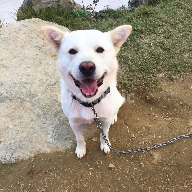 강아지,개,미소,멍멍이,야외,동물,동물,animal,포유류,mammal,개,강아지,dog,doggy