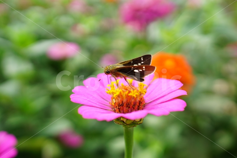백일홍,꽃,꽃사진,플라워,가을,가을꽃,계절,꽃밭,자연,풍경,flower,flowers,autumn,fall,season,nature,landscape,정원,garden,flowergarden,flowerbed,감성,감성사진,스냅,스냅사진,스넵,스넵사진,snap,snapshot,꽃봉오리,bud,식물,plant,plants,분위기,느낌,feel,feeling,곤충,벌레,insect,animal,동물,나비,나방,moth,butterfly,10월,October,식물,자연,plants,nature,꽃,flower,곤충,벌레,insect,bug