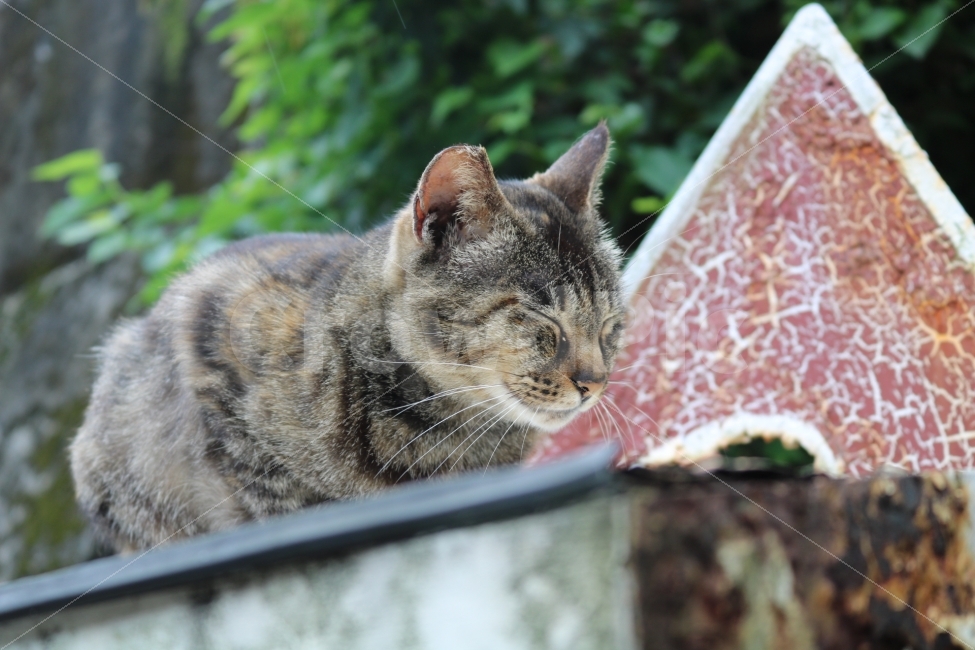고양이,동물,낮잠,야옹이,길고양이,동물,animal,포유류,mammal,고양이,cat,kitten,kitty