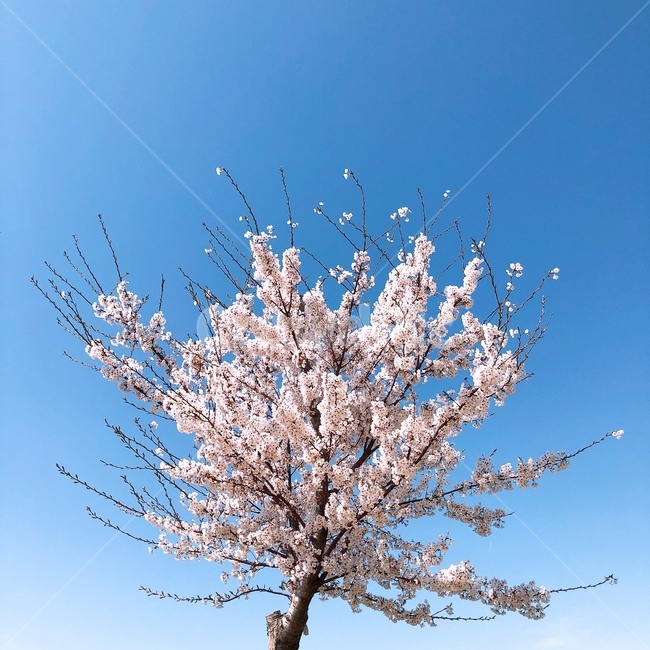 벚꽃,꽃,봄,나무,풍경,자연,봄,계절,spring,season,식물,자연,plants,nature,꽃,flower,plant,blossom