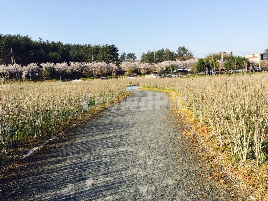 road,walking path,warm spring day,forest road,park
