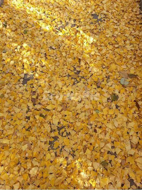 은행,낙엽,단풍,노랑,은행잎,yellow