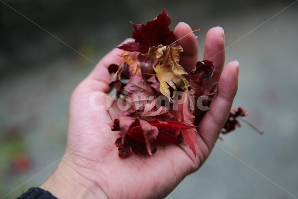 낙엽,가을,계절변화,판매,손,가을,계절,fall,autumn,season,식물,자연,plants,nature,사람,인물,인간,human,person,신체일부,몸,body,leaf,잎,plant,finger,손가락