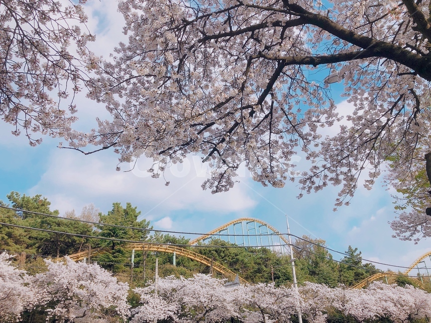벚꽃,봄,벚꽃나무,파란하늘,맑은날,봄바람
