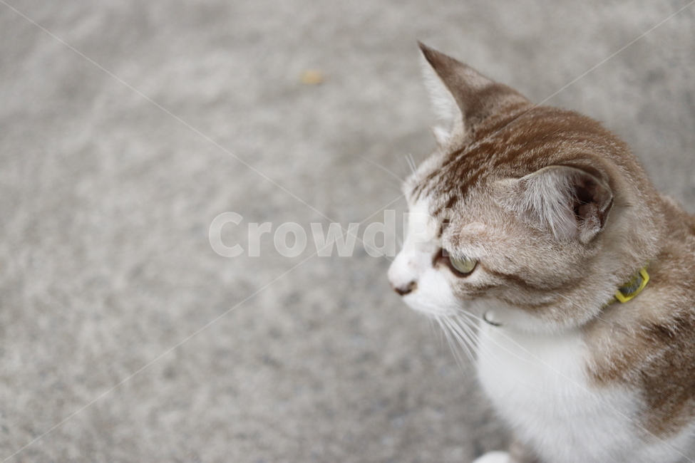 mammal,포유류,cat,고양이,animal,동물,길고양이,동물,animal,포유류,mammal,고양이,cat,kitten,kitty