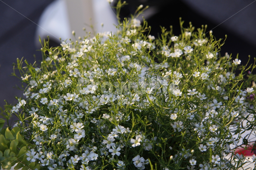 plant,식물,blossom,꽃,flower,안개꽃