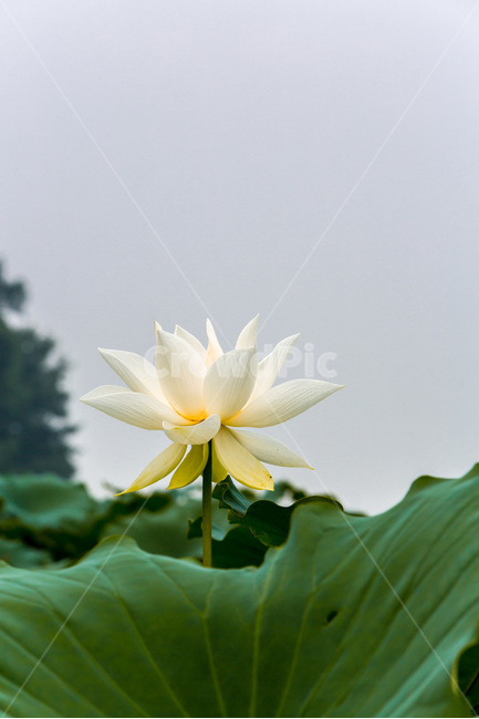 연꽃,연잎,청초,청순,무늬,순결,습지,자연,식물,자연,plants,nature,꽃,flower