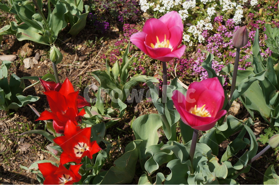 튤립,튜율립,tulip,화초,꽃,정원,식물,꽃사진,빨간튤립,봄꽃,맑은날,공원,특이한툴립,식물,자연,plants,nature,꽃,flower