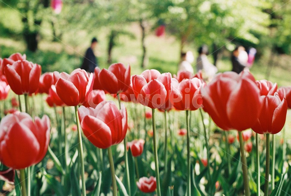 필름,감성,감성사진,film,아날로그,analog,튤립,공원,꽃,flower,식물,자연,plants,nature,꽃,flower,감성,sensible,feeling
