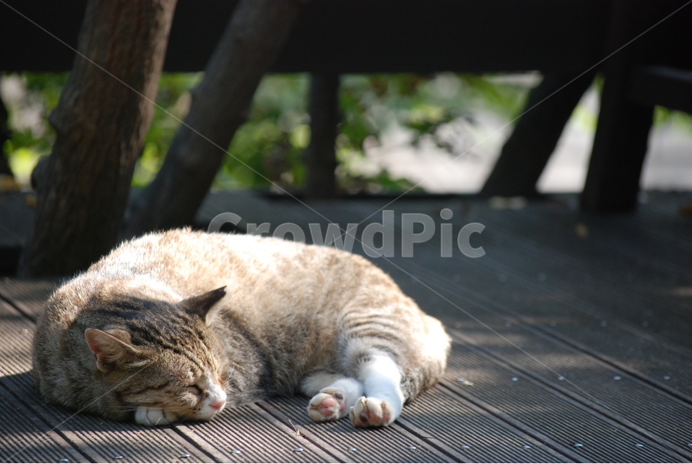 고양이,cat,동물,animal,평화로움,동물,animal,고양이,cat,kitten,kitty