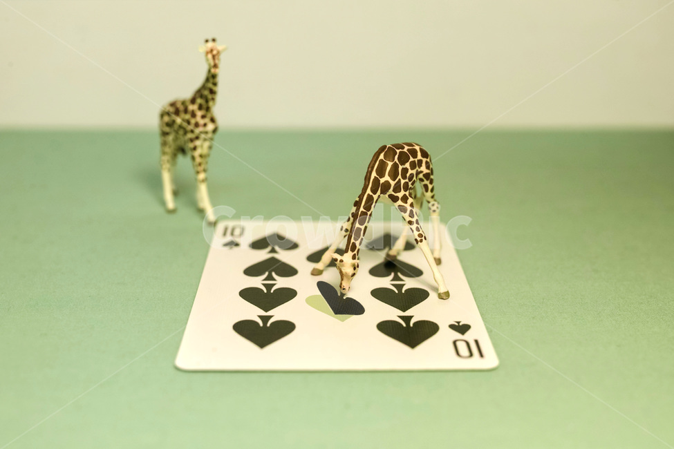 동물원,기린,카드,스페이드,트럼프,트럼프카드,게임,spade,card,카드놀이,동물,animal,zoo,giraffe,giraffes,게임,오락,놀이,game,play,사물,물건,오브젝트,thing,object,matter,연출,컨셉,콘셉,direction,concept