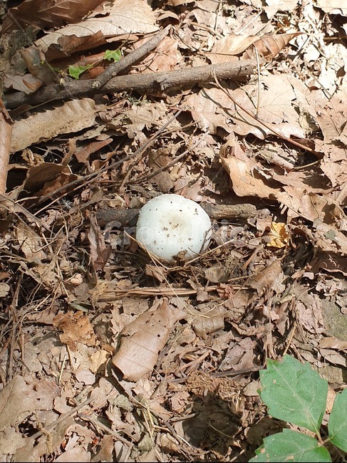 버섯,산,자연,숲,숲체험,바닥,ground,버섯,mushroom