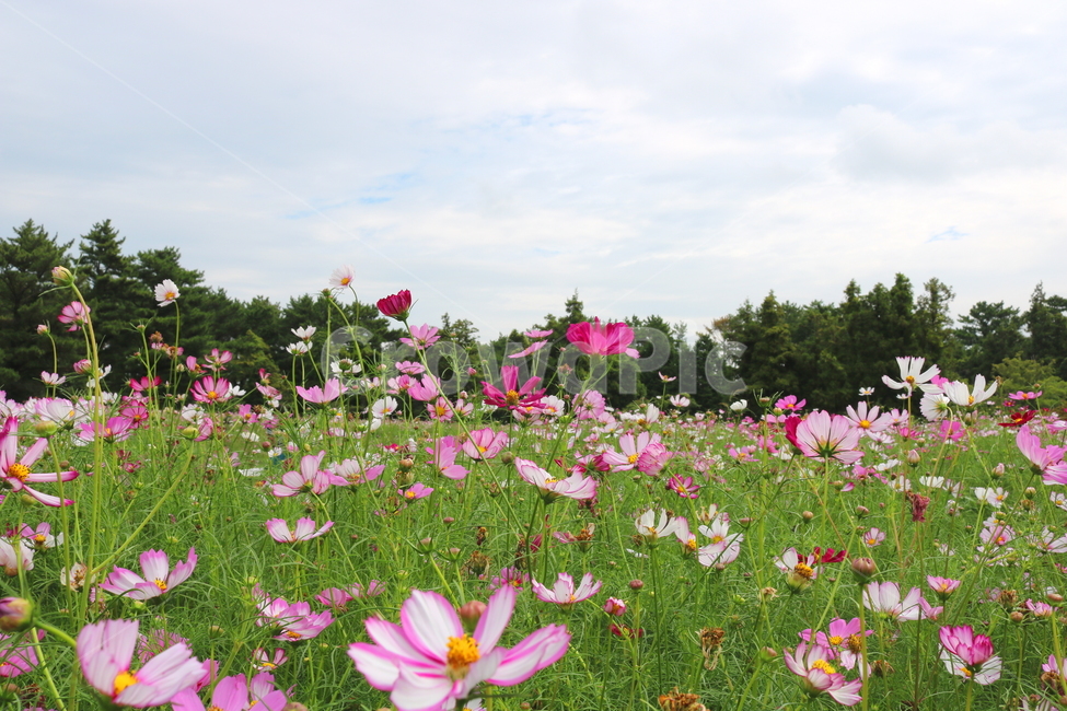 꽃,코스모스,코스모스꽃,식물,자연,풍경,국화과,가을,꽃밭,자연,풍경,nature,landscape,식물,plants,꽃,flower,outdoors,옥외,grassland,목초지,field,들