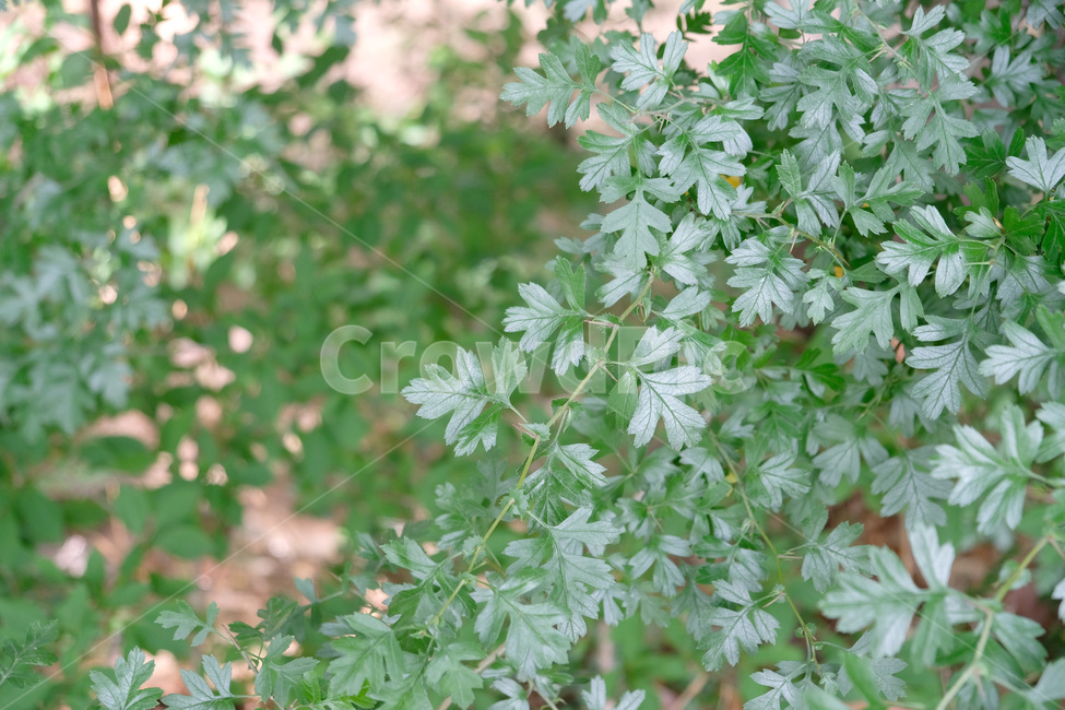 식물,plant,허브,초목,공원,잎,leaf,식물,자연,plants,nature