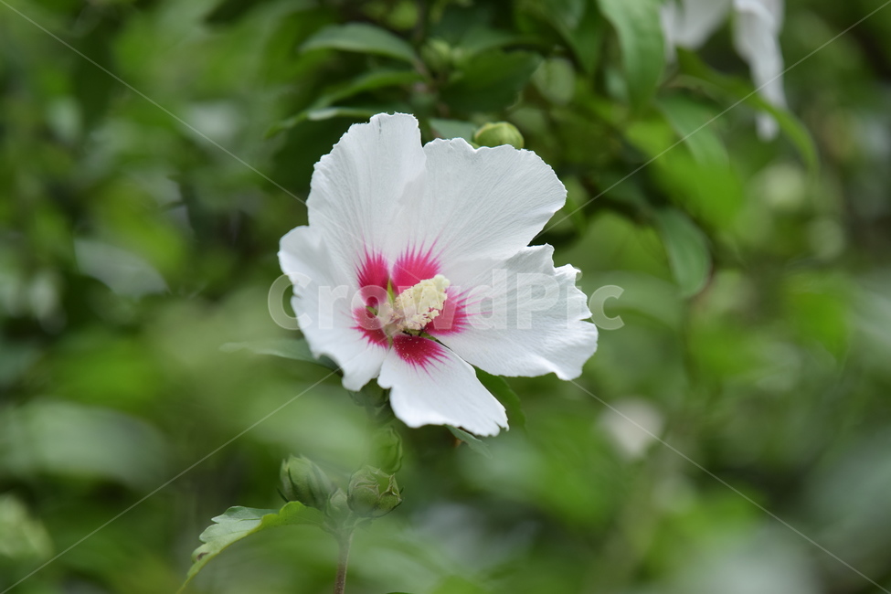 한국,대한민국,무궁화,꽃,우리나라,애국,애국심,식물,자연,plants,nature,꽃,flower