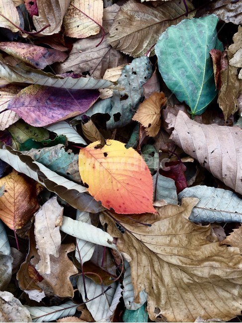 단풍,가을,낙엽,나뭇잎,가을색감,autumn,leaves,가을,계절,fall,autumn,season,leaf,잎,plant,식물