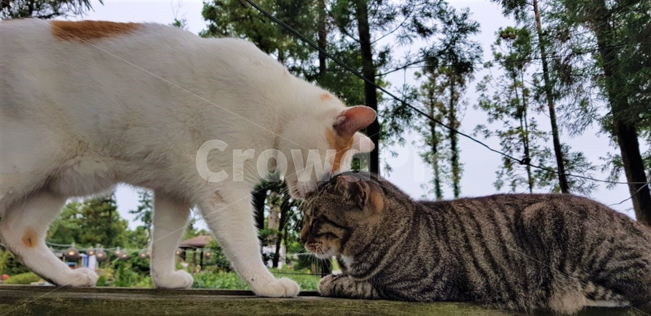 고양이,친구,우정,남매,커플,동물,animal,포유류,mammal,고양이,cat,kitten,kitty,연인,커플,사랑,lover,couple