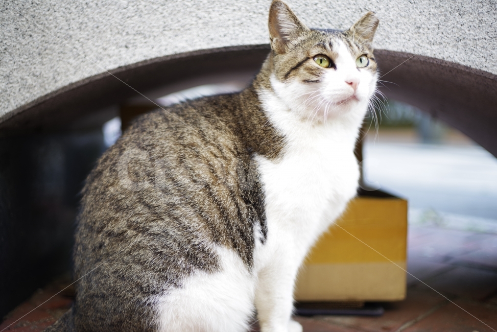 고양이,길고양이,길냥이,애완동물,반려동물,생명,자연,야생,야생동물,야생고양이,미묘,미냥,cat,kitty,kitten,cute,lovely,adorable,pet,animal,street,streetcat,stray,straycat,wild,wildlife,wildcat,wildanimal,nature,natural,beauty,beautiful,동물,animal,포유류,mammal,고양이,cat,kitten,kitty
