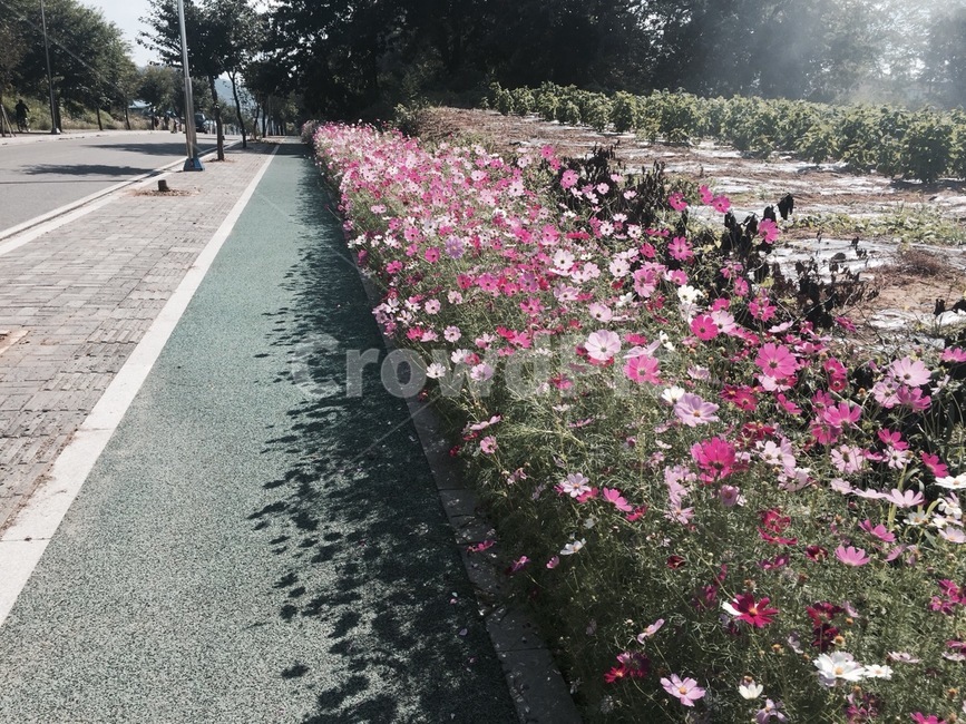 코스모스,가을,꽃길,꽃,힐링,식물,자연,plants,nature,꽃,flower