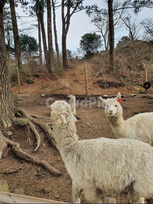 양,sheep,animal,동물,mammal,포유류,알파카,제주도
