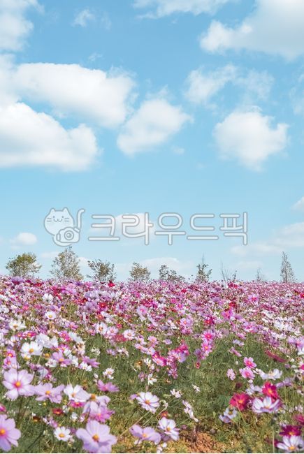 코스모스,가을,꽃,가을꽃,flower,꽃밭,식물,plant,꽃잎,안성팜랜드,팜랜드,정원,garden,가을감성,감성