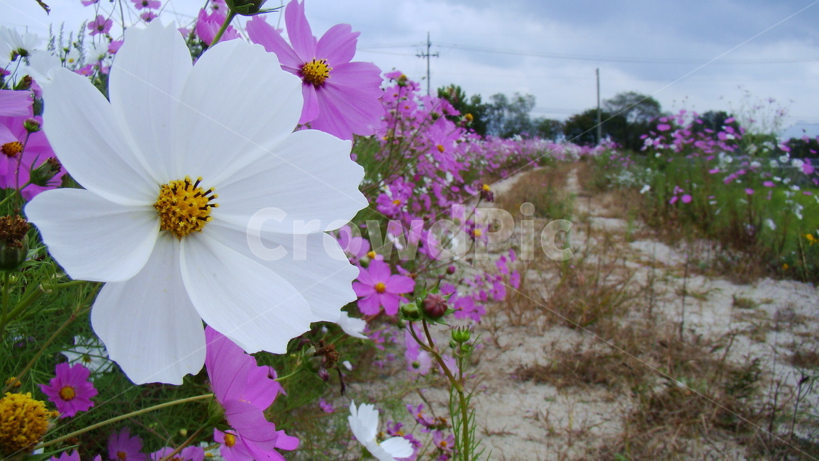 코스모스,코스모스길,코스모스꽃,꽃길,식물,코스모스확대,식물,자연,plants,nature,꽃,flower