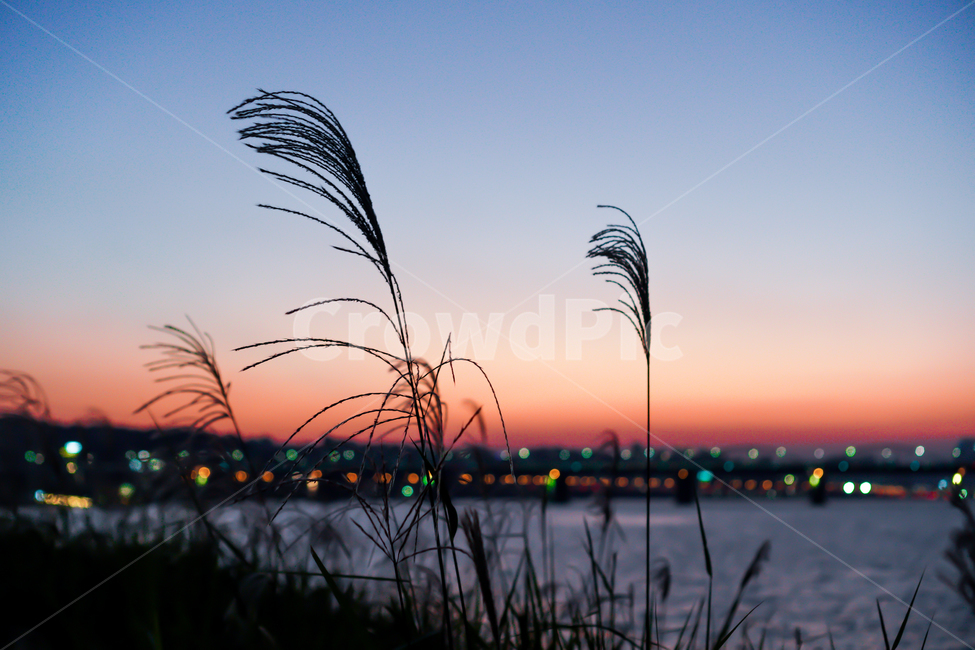 갈대,식물,한강,야경,노을,reed,야경,밤,풍경,nightscape,night,landscape