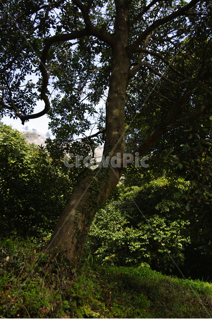 나무,식물,plant,숲,자연,nature,식물,자연,plants,nature,나무,trees,wood