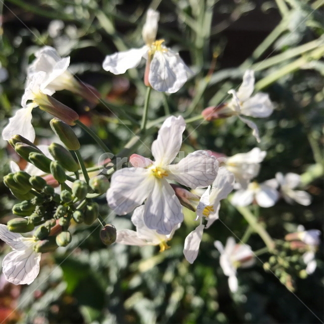 무꽃,radishflower,꽃,식물,flower,plants,꽃잎,leaf,꽃봉오리,flowerbud