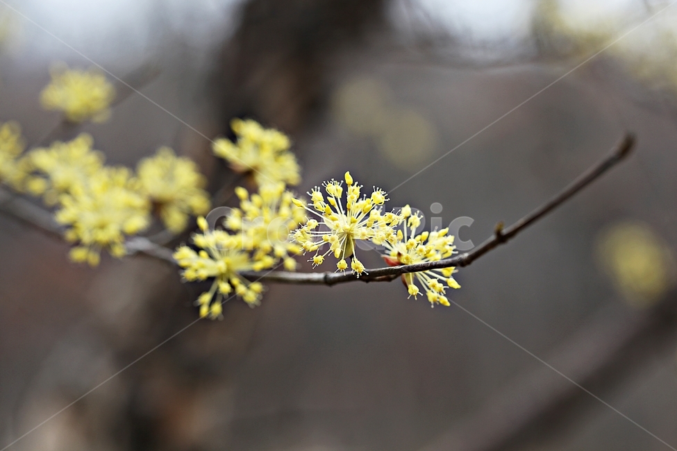 산수유,꽃,산수유꽃,배경,자연,봄,계절,spring,season,식물,자연,plants,nature,꽃,flower,plant