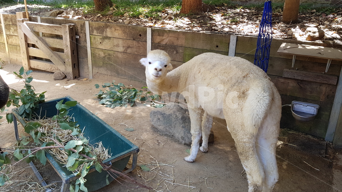 알파카,동물,동물원,울타리,alpaca,라마,animal