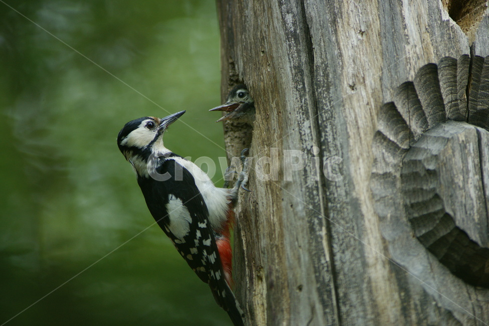 오색딱다구리,조류,텃새,둥지,육추,동물,animal,조류,새,birds