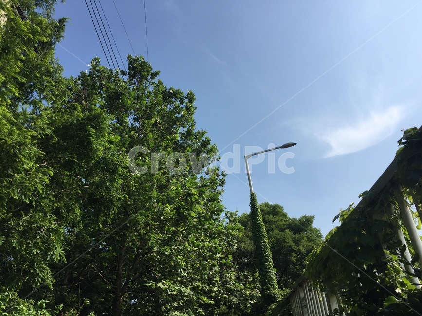 거리,숲,자연,나무,풍경,자연,풍경,nature,landscape