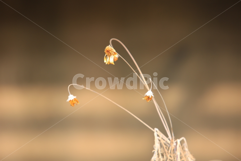 꽃,겨울꽃,식물,풀,마른꽃,겨울,계절,winter,season,식물,자연,plants,nature,꽃,flower