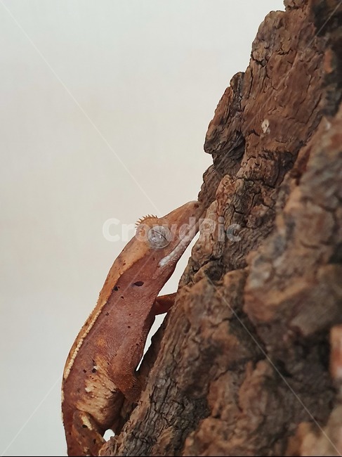 게코,도마뱀,크레스티드게코,gecko,reptile,파충류
