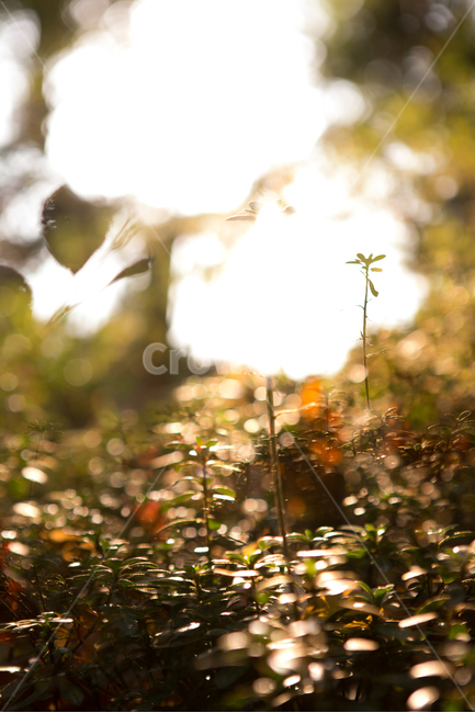 감성,식물,역광,새싹,빛,식물,자연,plants,nature,감성,sensible,feeling,휴식,힐링,rest,relaxation,healing