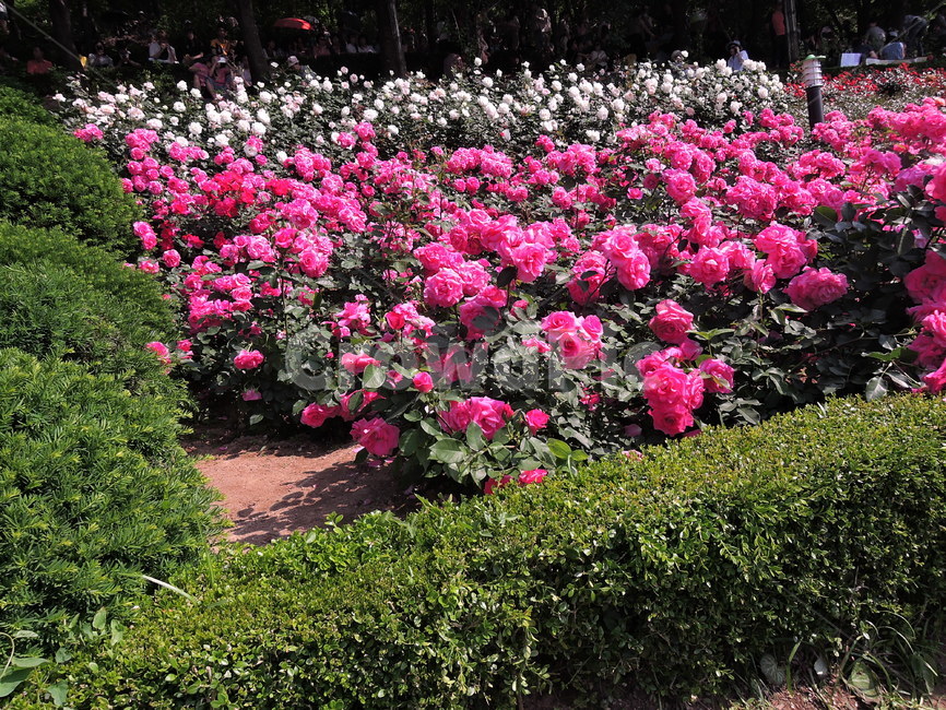 장미,장미원,장미꽃,flower,rose,꽃,식물,화원,장미공원,공원,자연,풍경,nature,landscape,사람들,대중,군중,other people,crowd,blossom,geranium,제라늄,plant,outdoors,옥외