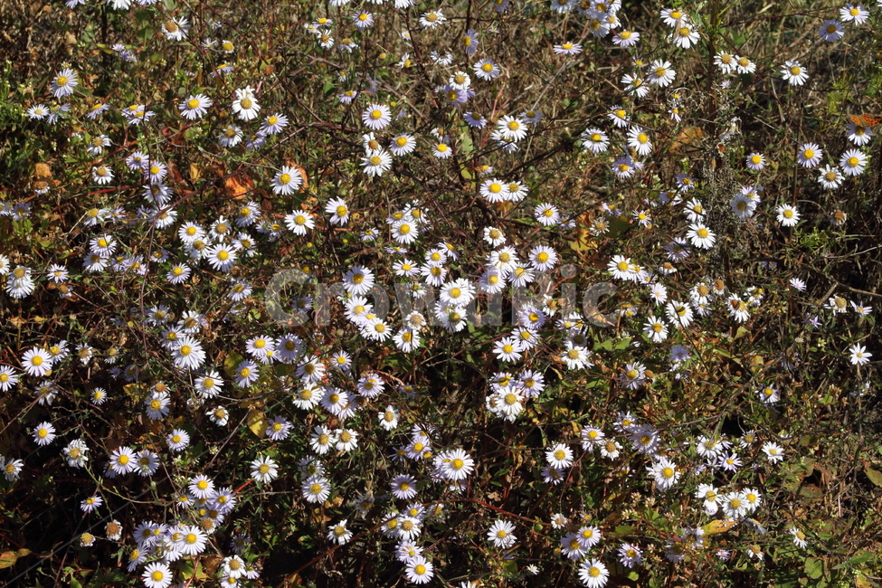 개미취,꽃,식물,야생화,tatarianaster,식물,자연,plants,nature,꽃,flower