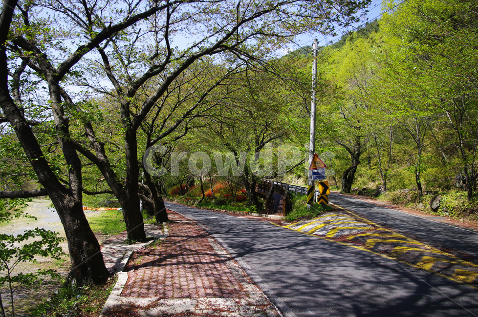 하동,길,벚꽃나무,식물,plant,봄,spring,초록,자연,풍경,nature,landscape,path,통로,asphalt,아스팔트,tree,나무,road,도로