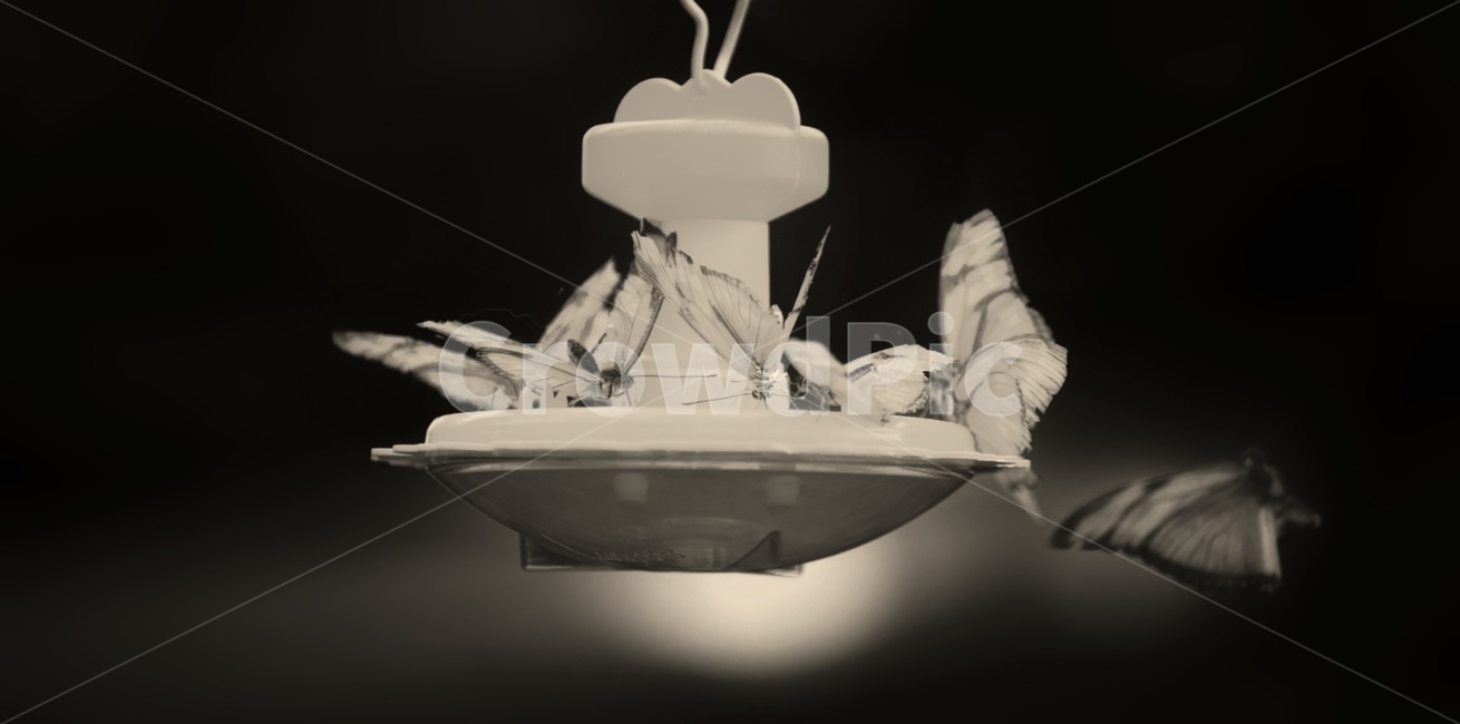 나비,자연,나비들,희귀나비,흑백,동물,animal,곤충,벌레,insect,bug,흑백,모노톤,monochrome,black and white