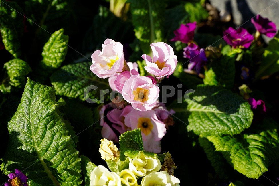 봄,정원,가드닝,원예,원예식물,화려,식물,꽃,flower,bloom,garden,spring,plant,colorful,scent,healing