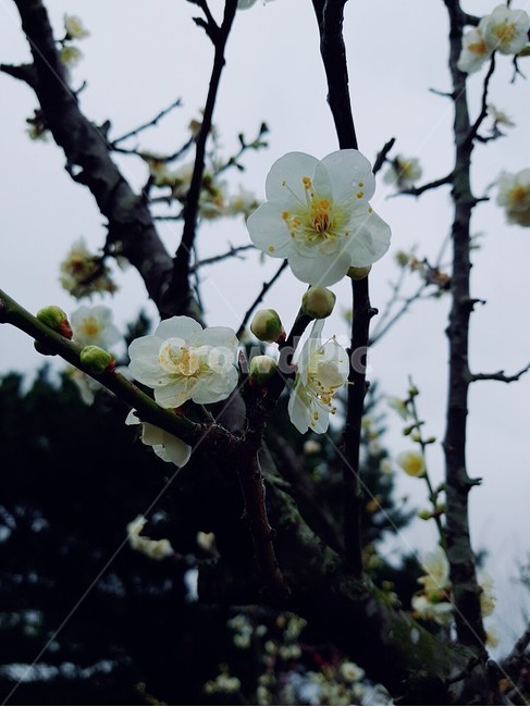 꽃,매화,자연,봄,흰색꽃,식물,자연,plants,nature,꽃,flower