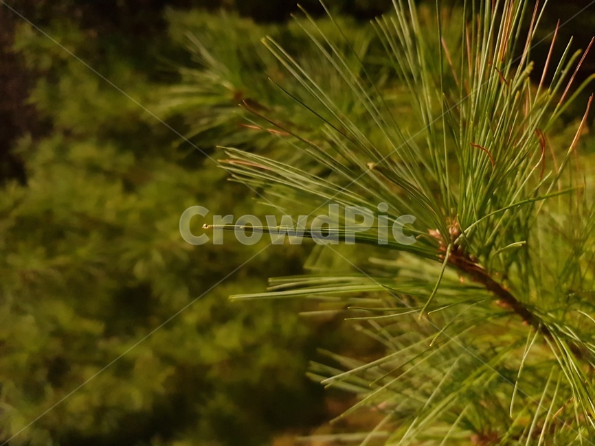 소나무,나무,식물,conifer,tree,plant,식물,자연,plants,nature
