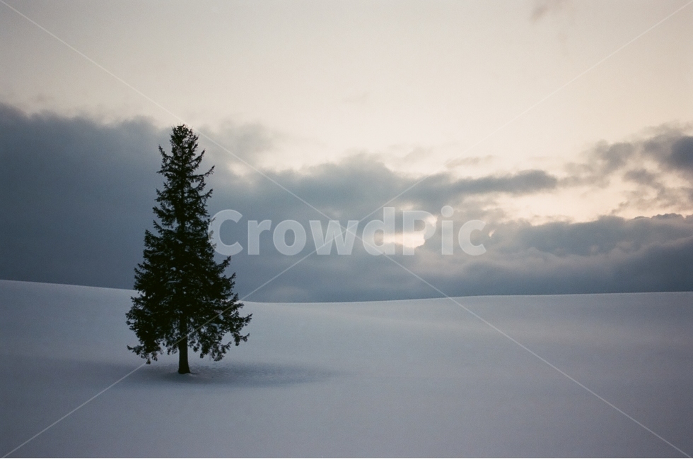 홋카이도,일본,필름사진,비에이,크리스마스나무,왕따나무,겨울,계절,winter,season,자연,풍경,nature,landscape,해외,외국,세계,foreign,oversea,world,세계자연풍경,해외자연풍경,외국자연풍경,world nature landscape,식물,plants,나무,trees,wood,감성,sensible,feeling,tree,plant,abies,아비,fir,전나무