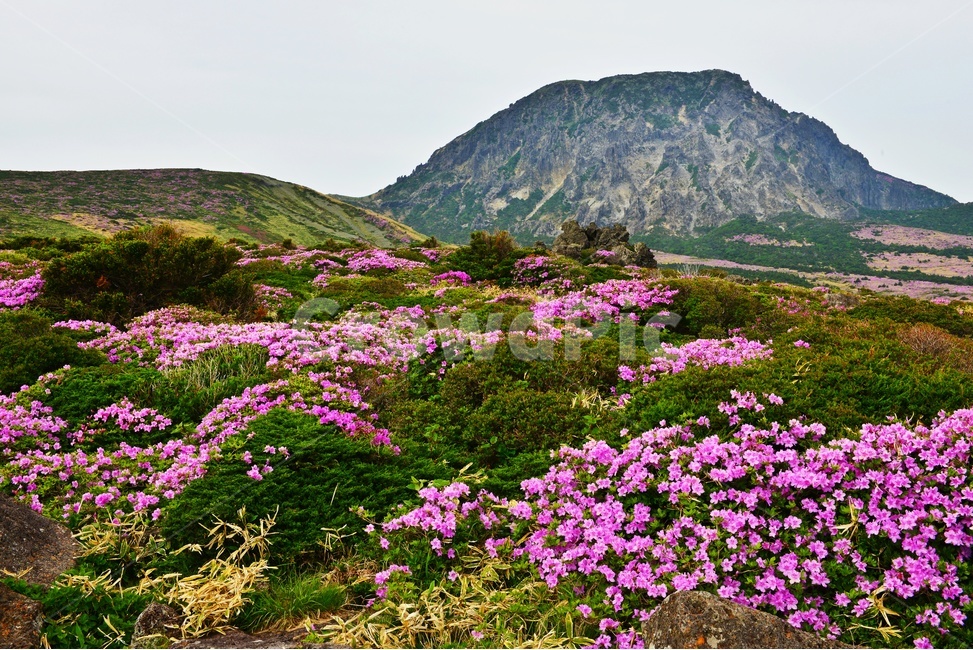 제주,한라산,한라산봄,한라산철쭉,철쭉꽃,봄,계절,철쭉,영실,윗세오름,plant,식물,nature,outdoors,옥외,hill,언덕,경치,경관,풍경,비경,제주봄,자연,풍경,nature,landscape