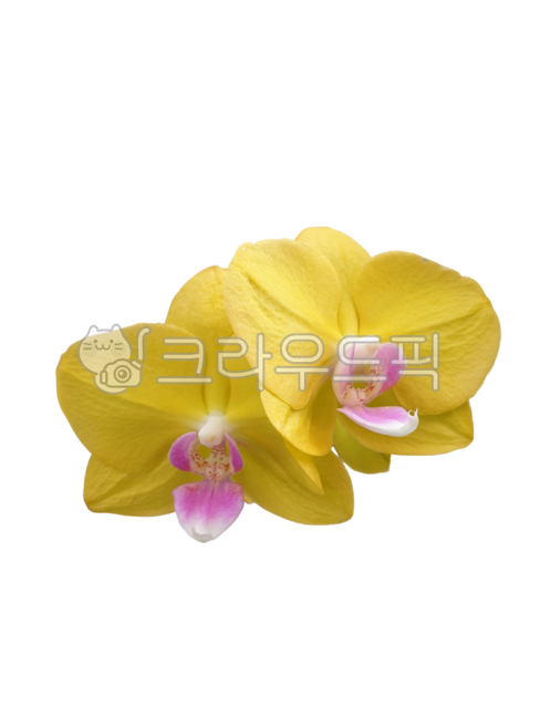 노랑꽃,호접란,꽃누끼,생화누끼,난초,생화png,포토샵소스,꽃디자인소스,그래픽소스,꽃스티커,꽃아이콘,생화스티커